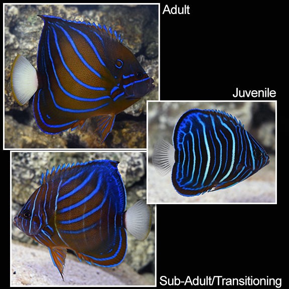 Annularis Angelfish - Juvenile (Pomacanthus annularis)
