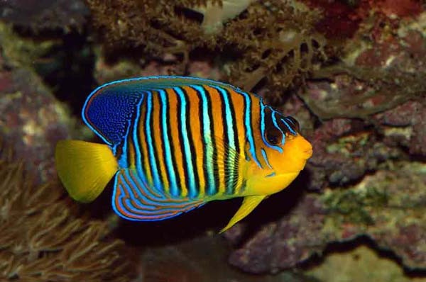 Regal Angelfish (Pygoplites diacanthus)