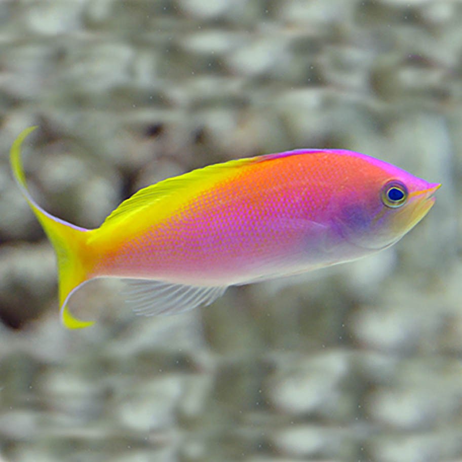 Carberryi Anthias (Nemanthias carberryi)