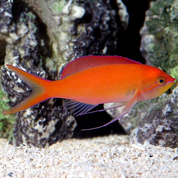 Dispar Anthias (Pseudanthias dispar)