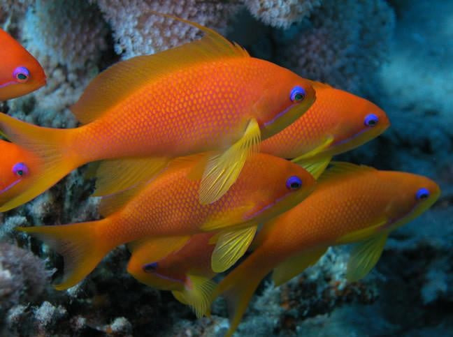 Lyretail Anthias ( Pseudanthias squamipinnis )