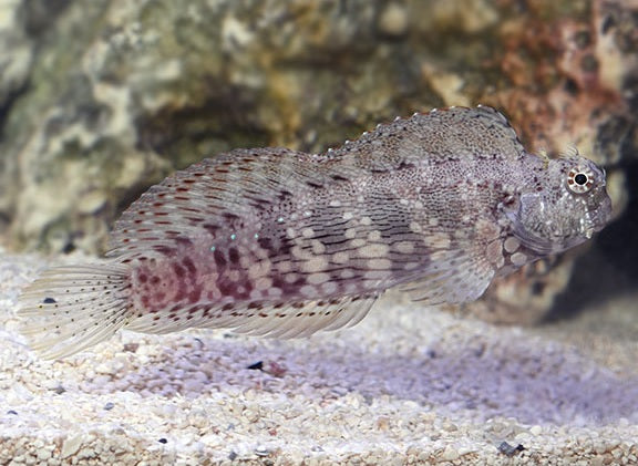 Lawnmover Blenny