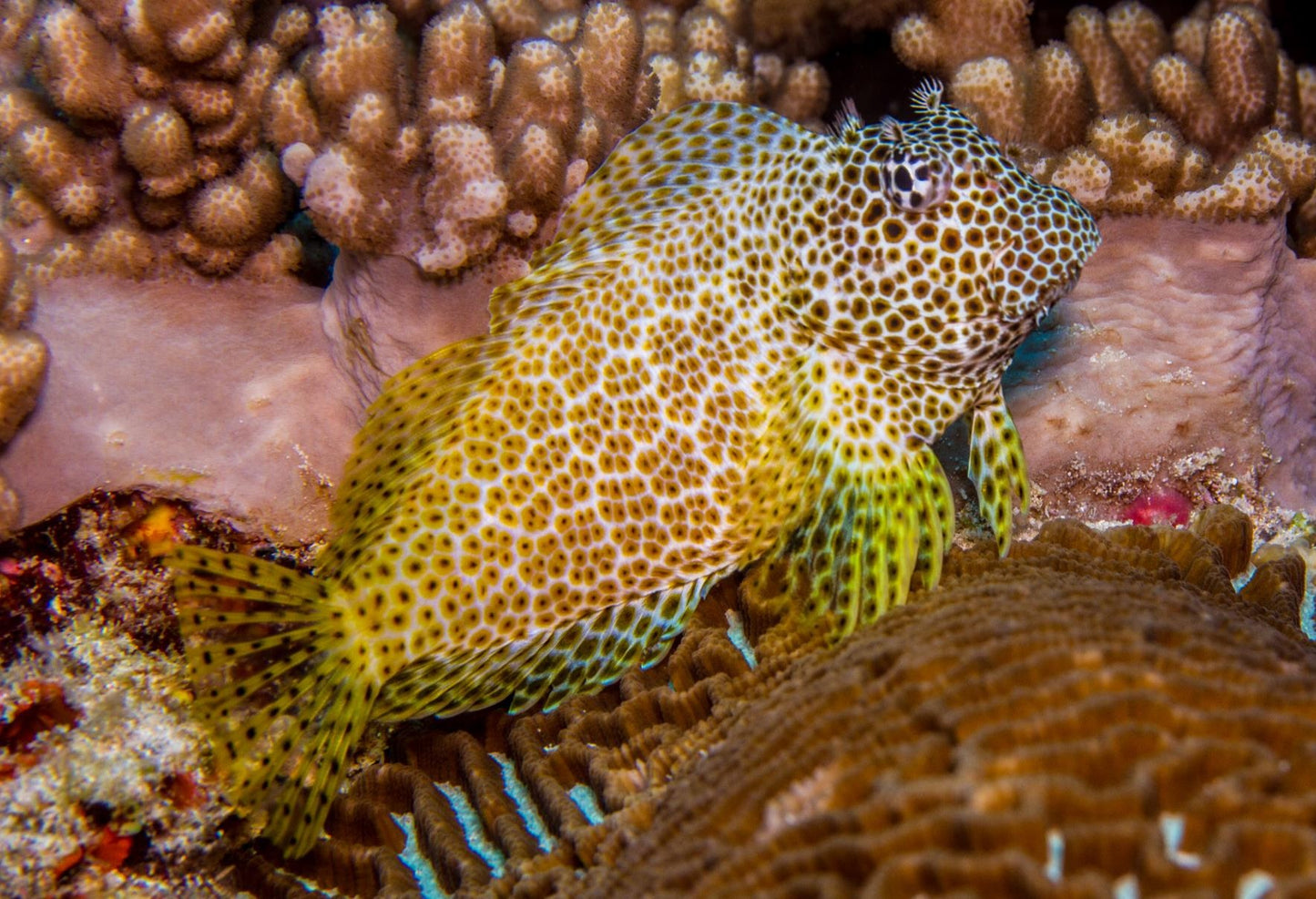 Leopard Blenny ( Exallias brevis )