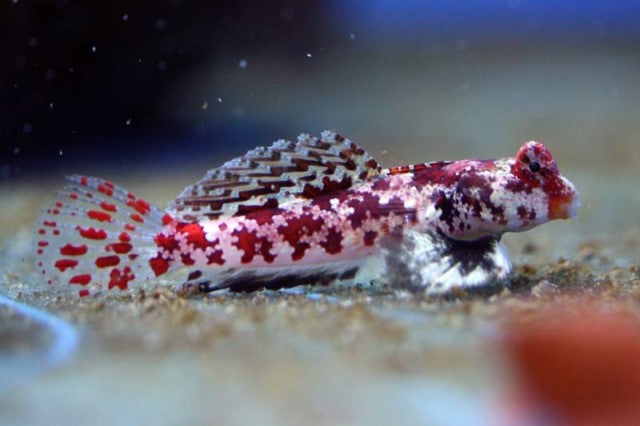 Red Scooter Blenny (Synchiropus marmoratus)