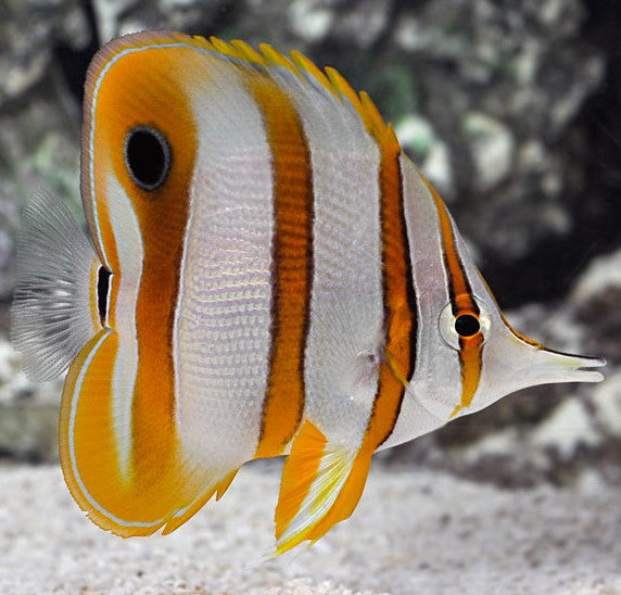 Copperband Butterfly ( Chelmon rostratus )