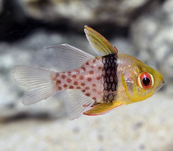 Pajama Cardinalfish
