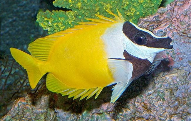 Foxface Lo (Siganus vulpinus)