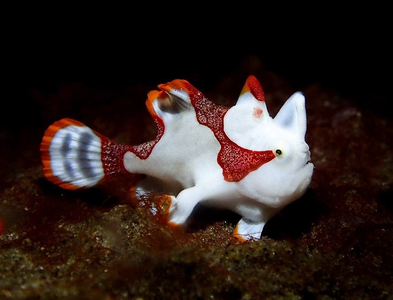Warty Frogfish ( Antennarius maculatus )