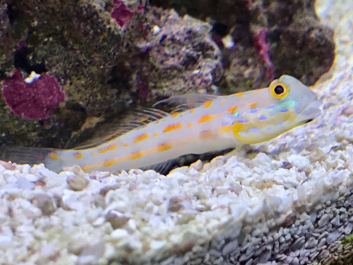 Diamond Goby ( Valenciennea puellaris )