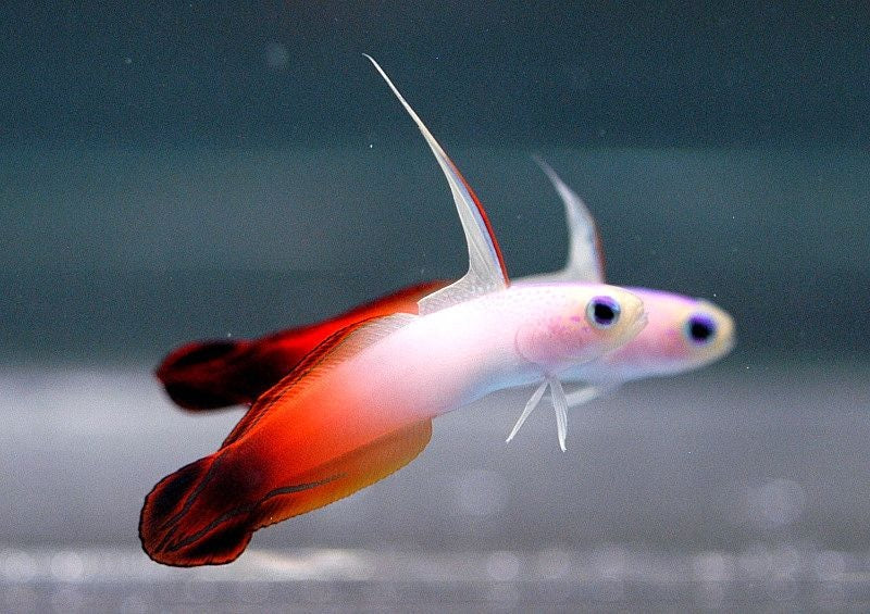 Firefish ( Nemateleotris magnifica )