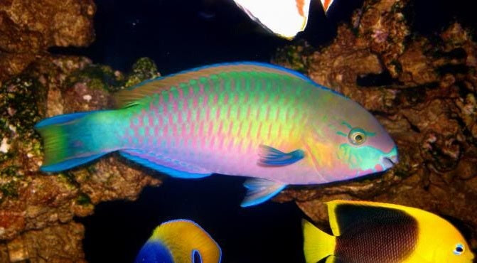 Scarus Quoyi (Quoy's Parrotfish)