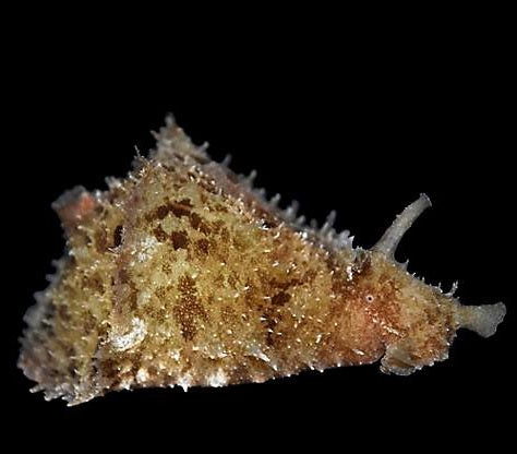 Sea Hare ( Dolabella auricularia )