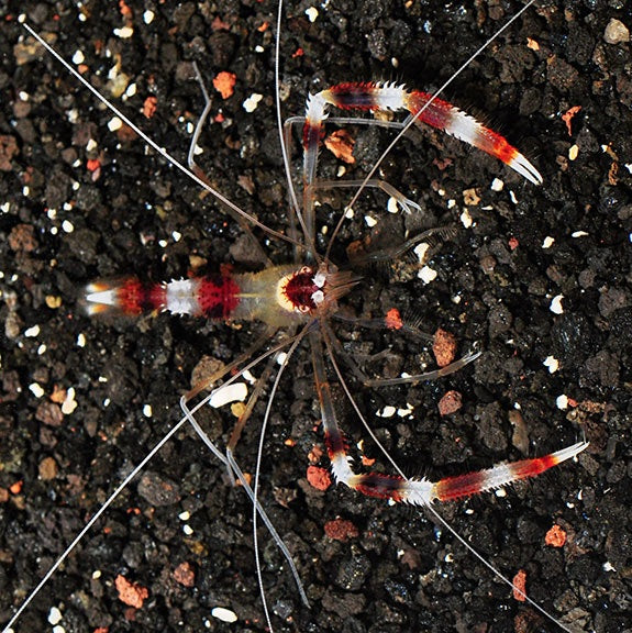 Coral Banded Shrimp ( Stenopus hispidus )