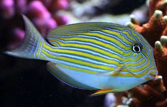 Clown Tang ( Acanthurus lineatus )
