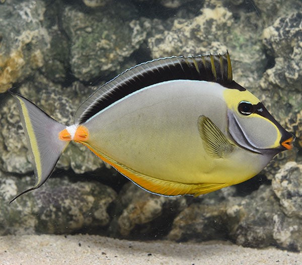 Naso Tang ( Naso lituratus )