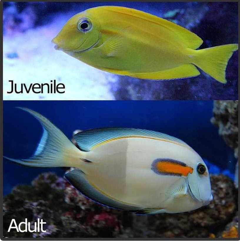 Orange shoulder tang (Acanthurus olivaceus)