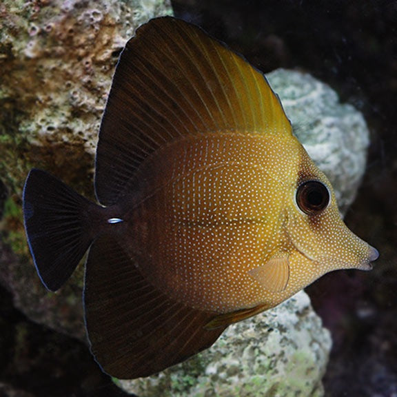 Scopas Tang ( Zebrasoma scopas )