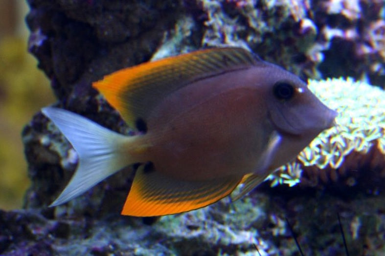 Tomini Tang ( Ctenochaetus tominiensis )