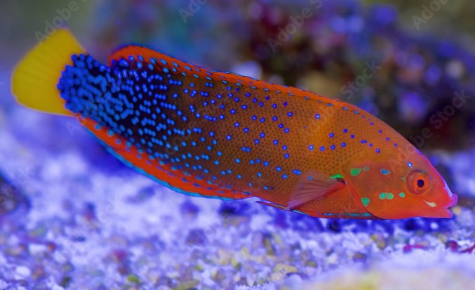 Red coris wrasse ( Coris gaimard )