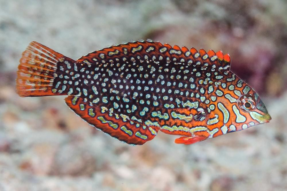 Ornate Leopard Wrasse (Macropharyngodon ornatus)