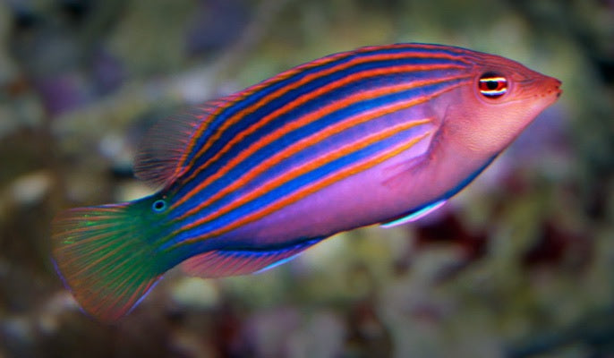 Six Line Wrasse ( Pseudocheilinus hexataenia )
