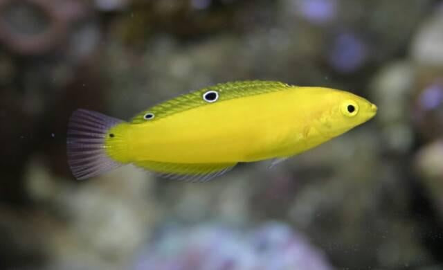 Yellow Wrasse ( Halichoeres chrysus )
