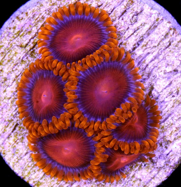 Orange BamBam Zoanthids