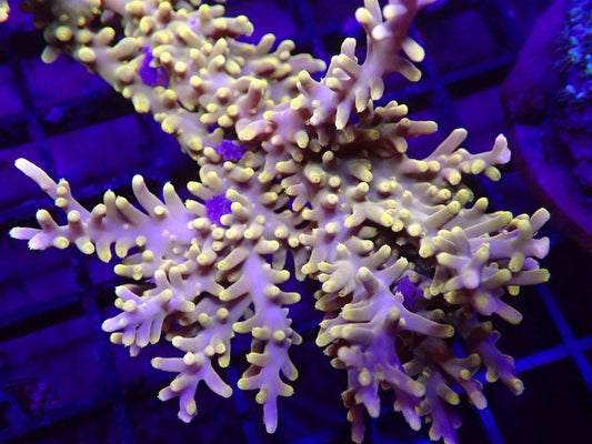 Golden Dragon Acropora (Acropora carduus sp)