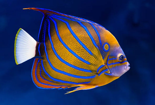 Annularis Angelfish Adult