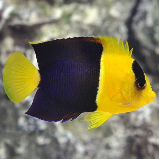 Bicolor Angelfish ( Centropyge bicolor )