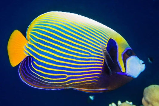 Adult Emperor Angelfish (Pomacanthus Imperator)