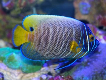 Blue Face Angelfish - Transition (Pomacanthus xanthometopon)