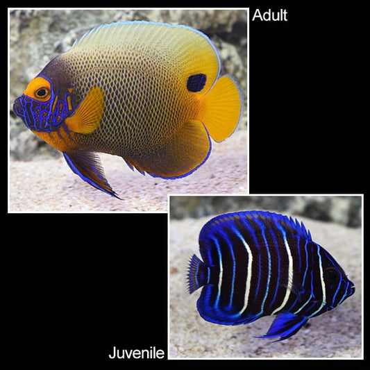 Blue Face Angelfish - Juvenile (Pomacanthus xanthometopon)