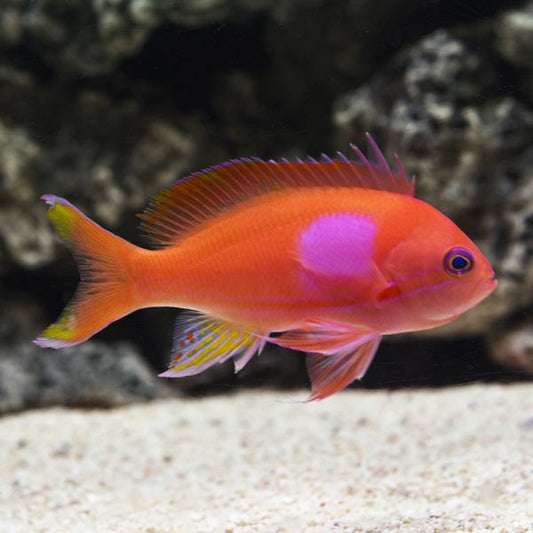 Square Anthias Male (Pseudanthias Pleurotaenia)