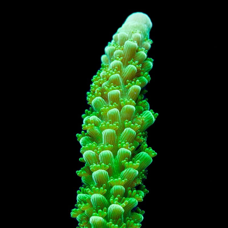 Green Bali Slimer Acropora