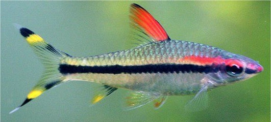 Torpedo Barb (Sahyadria denisonii)