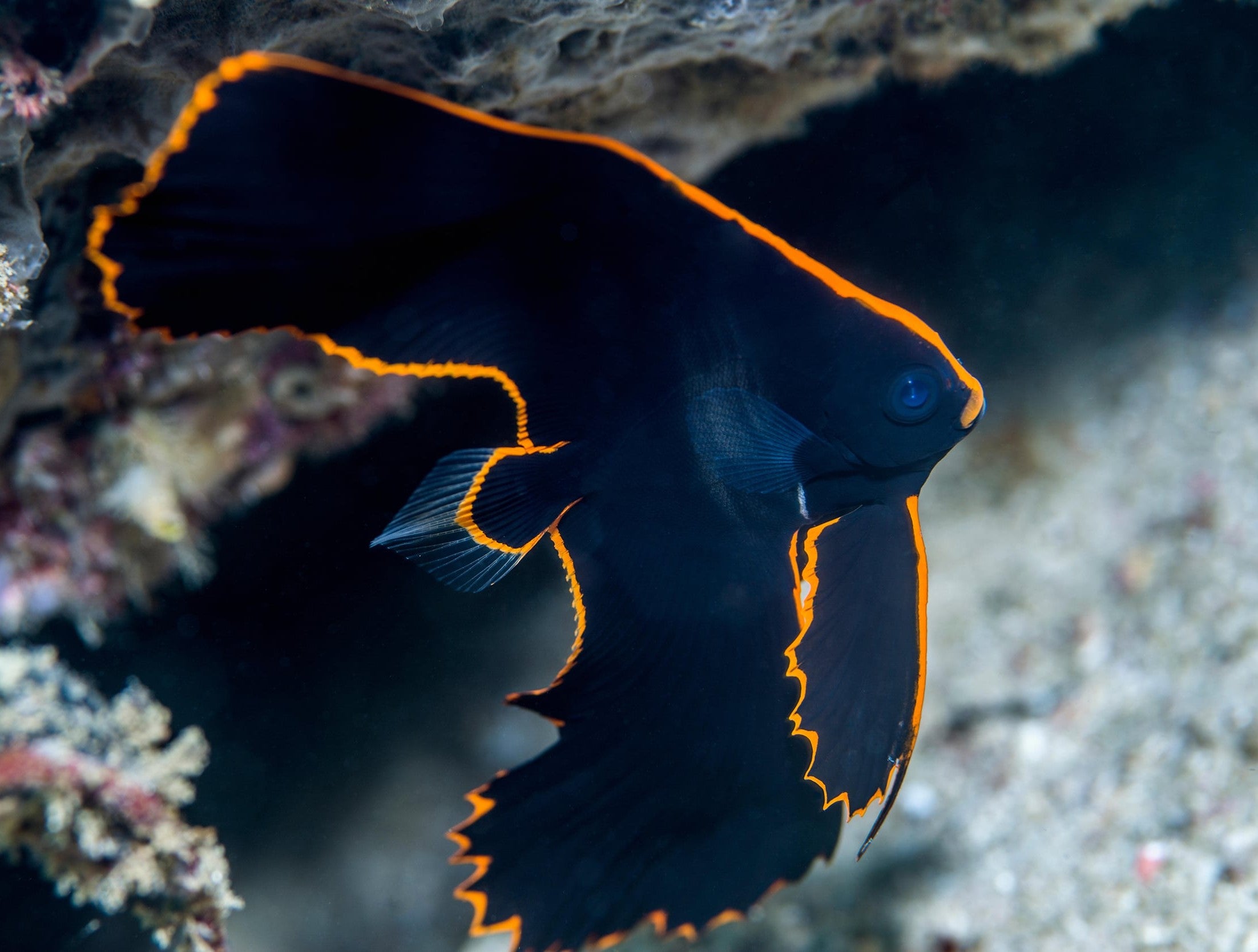 Pinneta Batfish Pinnate Batfish (Platax Pinnatus) – Planète Mer
