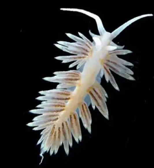 Berghia Nudibranch ( Berghia verrucicornisi )