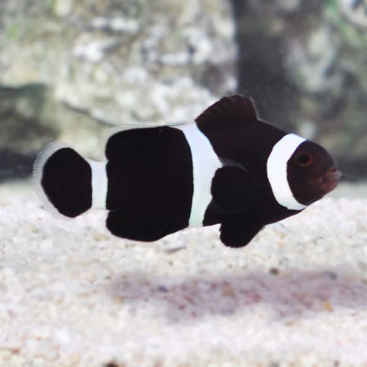 Black and White Ocellaris