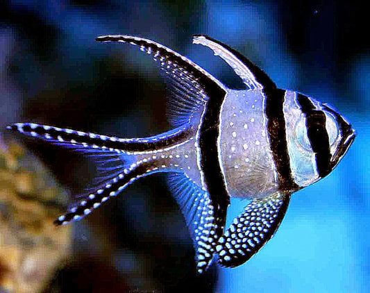 Banggai Cardinalfish