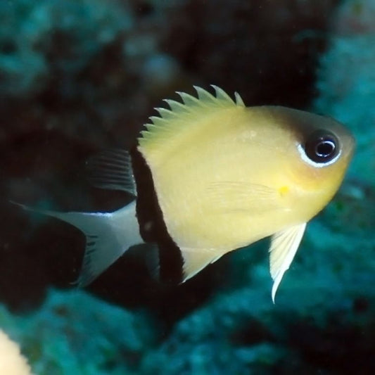 Black Bar Chromis (Chromis retrofasciata)