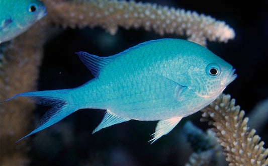 Blue Green Chromis ( Chromis viridis )