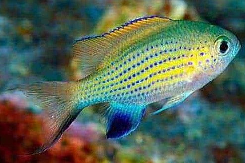 Vanderbuilt Chromis (Chromis vanderbuilti)