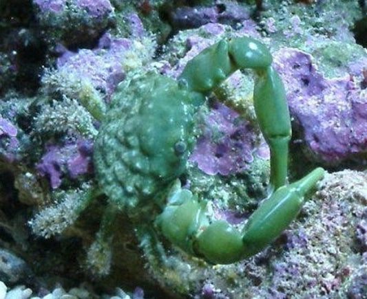 Emerald Crab (Mithraculus sculptus)