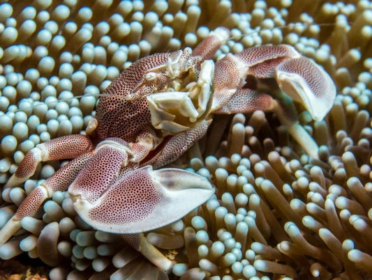 Porcelain Crab (Petrolisthes galathinus)