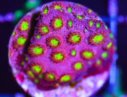 Bling Bling Cyphastrea Frag