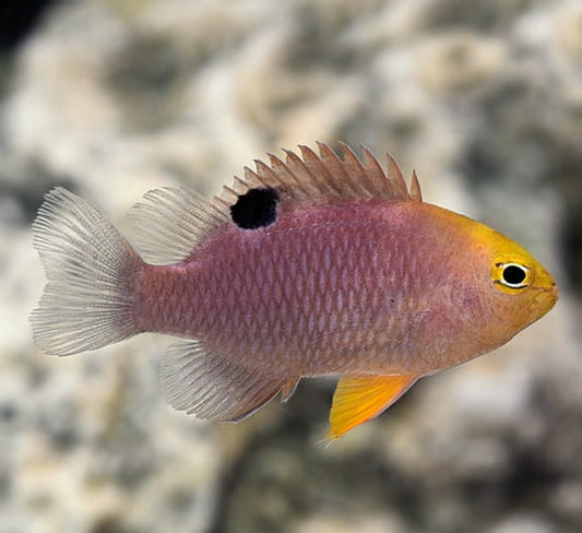 Talbot Damselfish (Talbot Demoiselle)