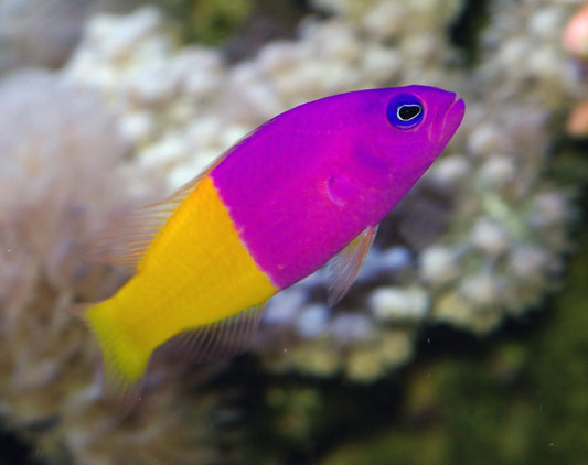 Bicolor Dottyback ( Pictichromis paccagnellae )