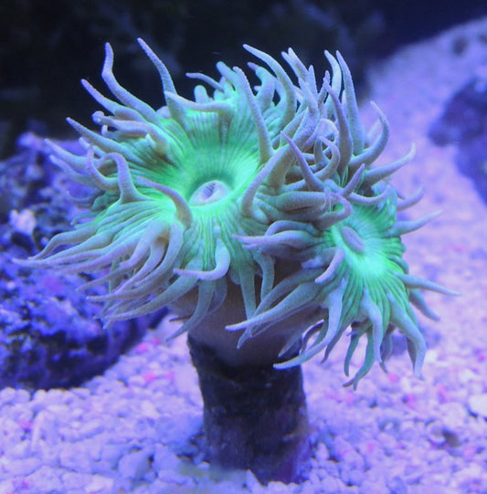 Branching Green Duncan Coral