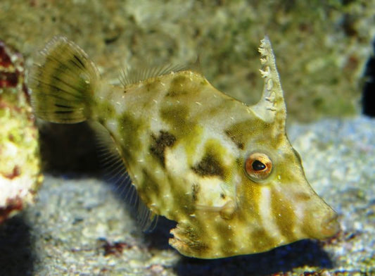 Matted Filefish, Aiptasia Eating Filefish (Acreichthys tomentosus)